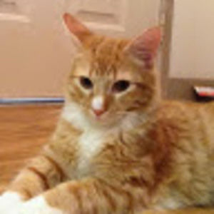 Meet your Posher, Bobbi